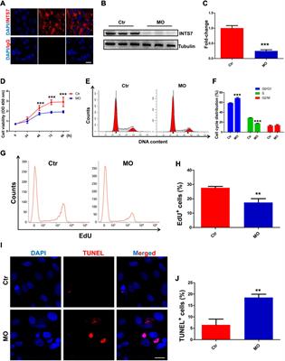 INTS7–ABCD3 Interaction Stimulates the Proliferation and Osteoblastic Differentiation of Mouse Bone Marrow Mesenchymal Stem Cells by Suppressing Oxidative Stress